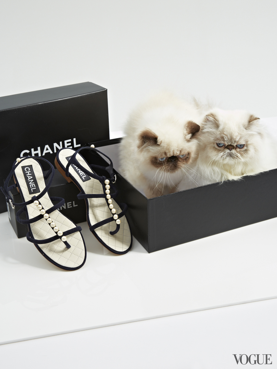 Ботинки Шанель с кошками