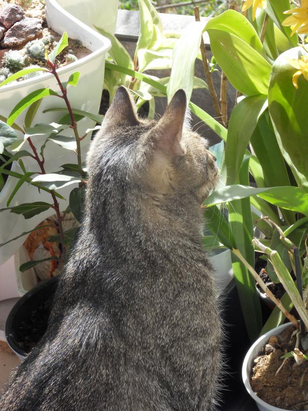 кот, умные коты кот, умные коты
