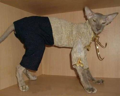 Кошка в штанах