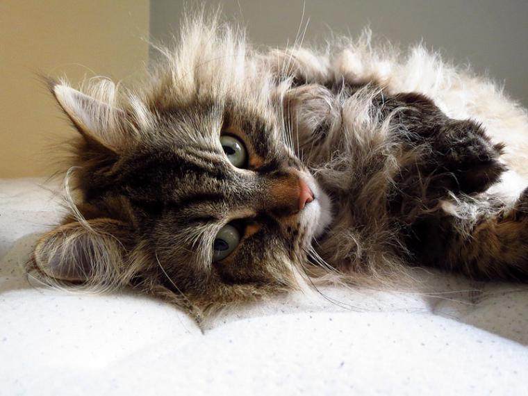 кошачий мир кошачий мир