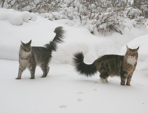 Звуки гуляющих котов. Кошка гуляет. Кот гуляет фото. Кошка загуляла. И только кошка гуляет сама по себе и лишь по весне с котом.