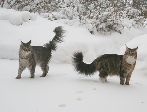 Кошки стали. Кошка гуляет. Кошка гуляет фото. Гуляющие коты группа. И только кошка гуляет сама по себе и лишь по весне с котом.