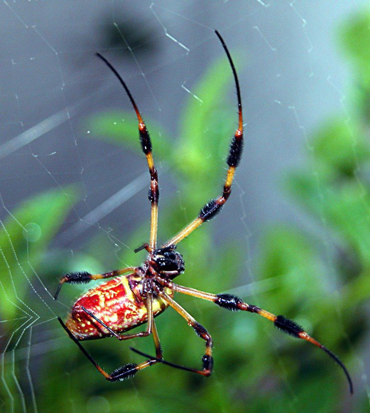 Паутина паука шелкопряда