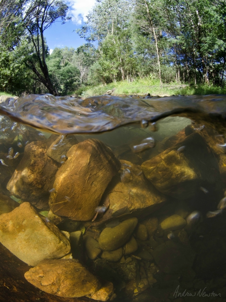 Фото Наполовину В Воде