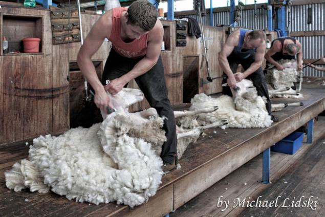 Как правильно стричь овец?