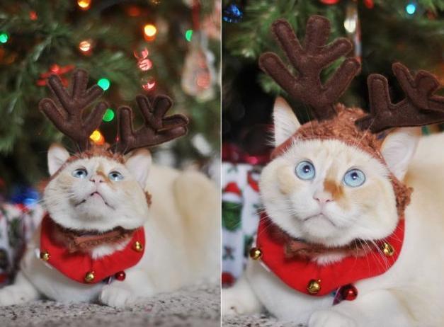 Смешные котики новогодние