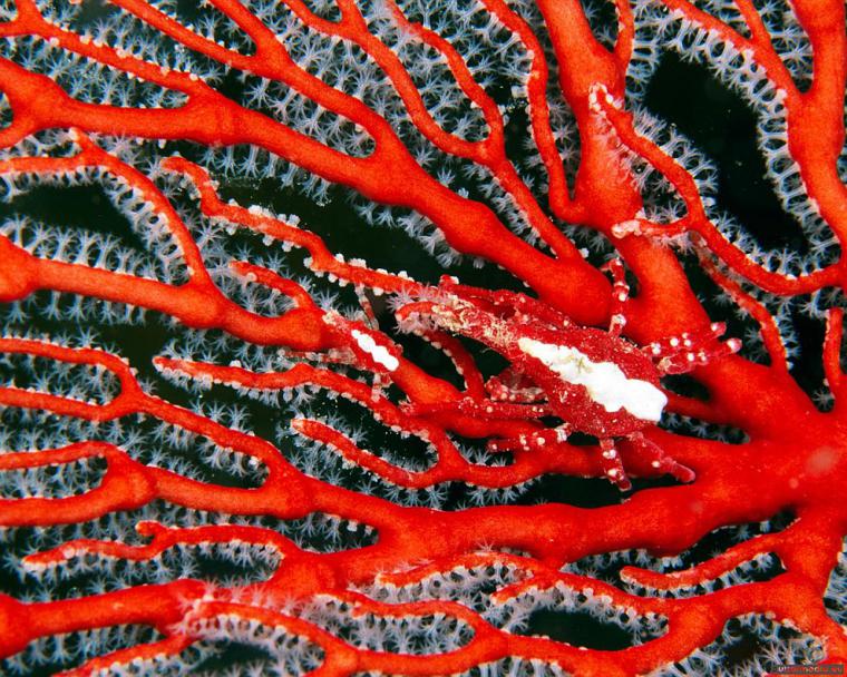 Удивительный мир кораллового рифа, близ берегов Австралии, фото № 13