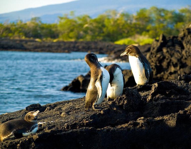 20 интересных фактов о пингвинах, фото № 3
