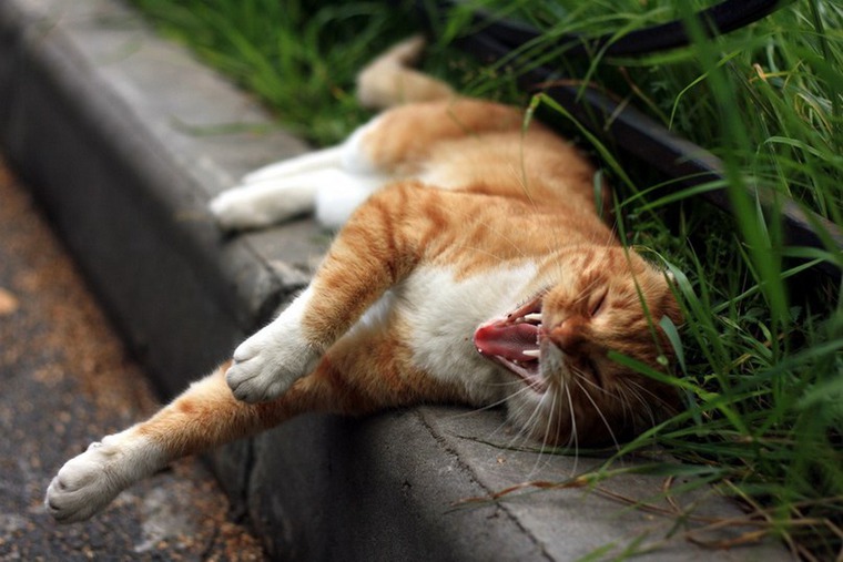 Смеющийся кот