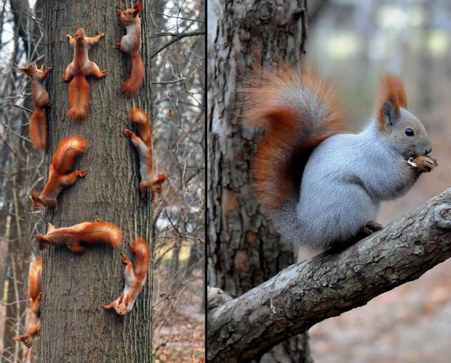 Белки лесные фотографии