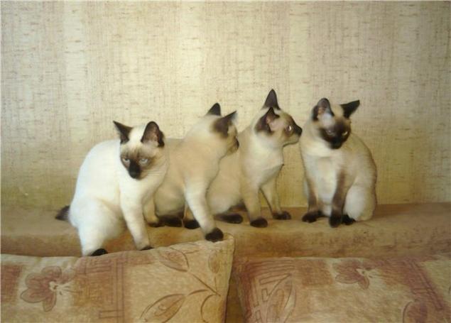 Карликовые кошки, фото № 13