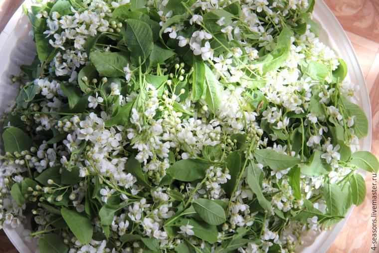 Správný sběr a sušení rostlin na aromatické sáčky, foto č. 7