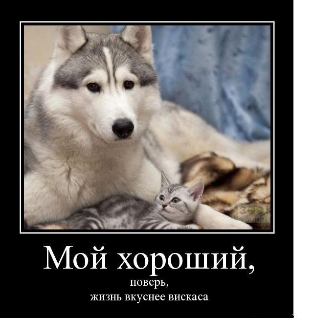 Брат мем. Ладно прикольные картинки. Не верю мемы. Картинка ты поверил. За помощью ко мне не обращайтесь ко мне.