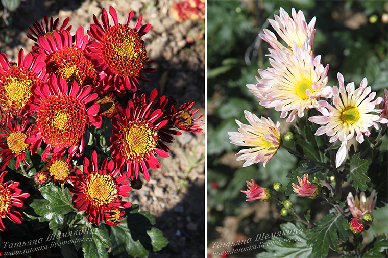 Репортаж с "Бала хризантем" в Никитском ботаническом саду. Часть 1. Журнал Ярмар