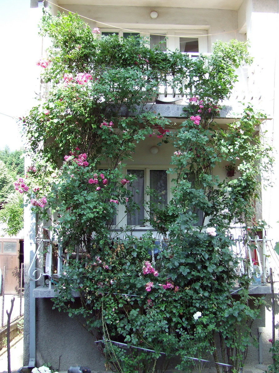 Горох на балконе. Душистый горошек на балконе. Вьющиеся растения для балкона. Вьющиеся цветы для балкона. Вьющиеся растения для балкона Солнечная сторона.