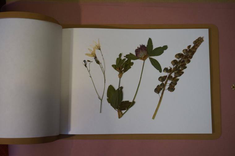 Что такое ботаническая папка в биологии 5. Гербарий на бумаге. Гербарий для детского сада. Гербарий в школу. Альбом для гербария.