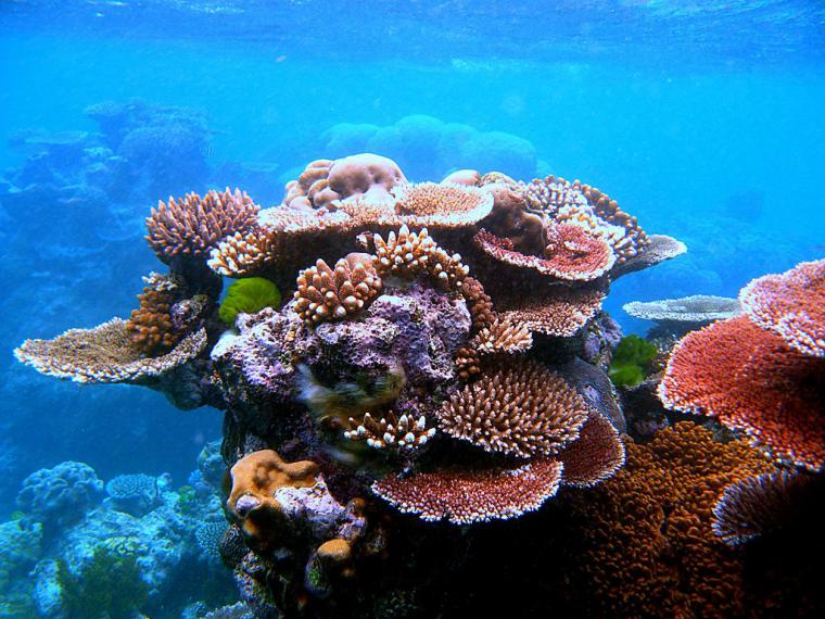 Удивительный мир кораллового рифа, близ берегов Австралии, фото № 4