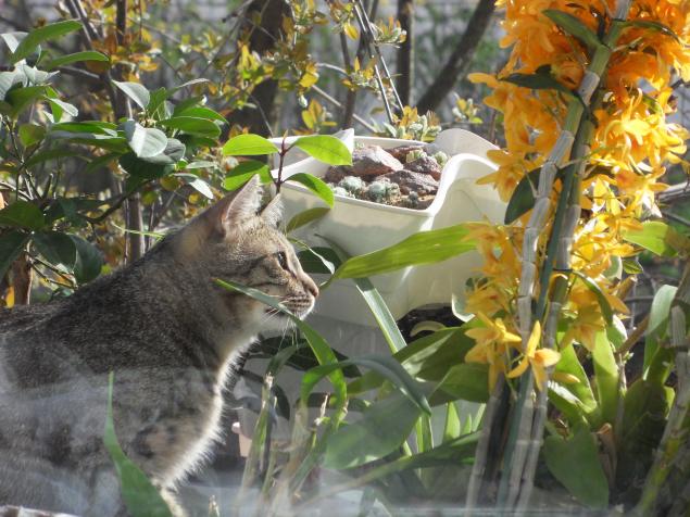коты коты