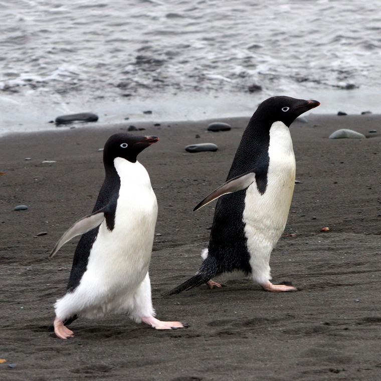 20 интересных фактов о пингвинах, фото № 11