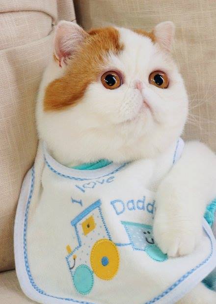 Снупи кот