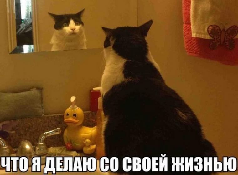Мем с котом жизнь