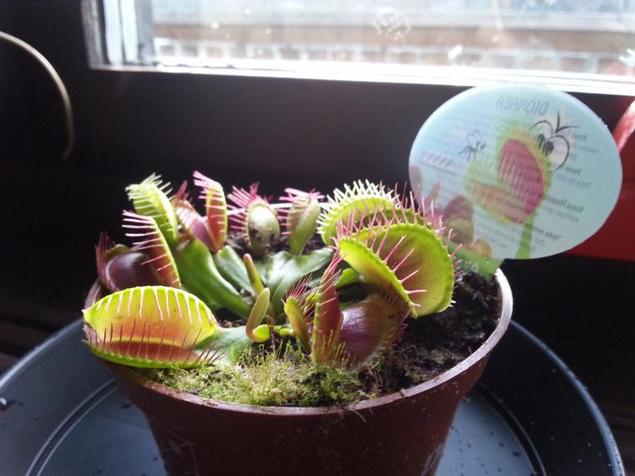 Брошь-шатлен и прочие штукендуры | Журнал Ярмарки Мастеров