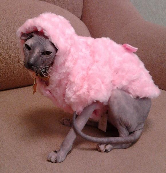 васенька сфинкс. шьем для сфинкса. вязаная одежда для кошек сфинксов. накрашенный сфинкс. лысый кот локи.