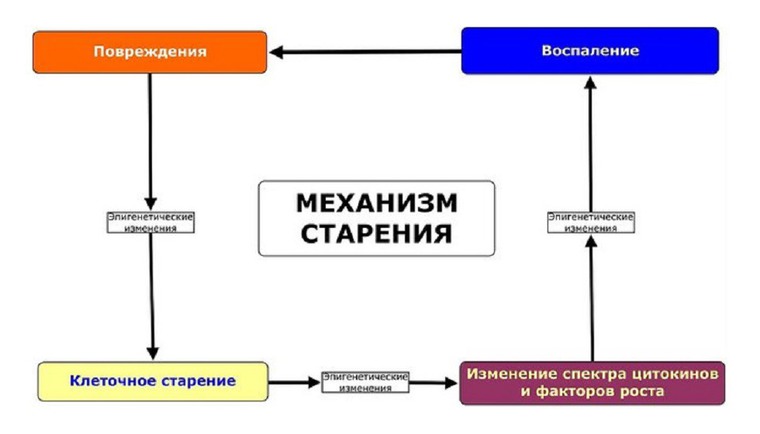 Системная схема старения человека