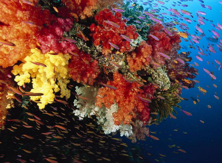 Удивительный мир кораллового рифа, близ берегов Австралии, фото № 3