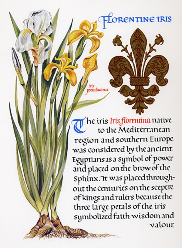 Логотип ирис цветок. Геральдическая королевская лилия. Ирис цветок. Ирис символ чего. Ирис цветок описание.