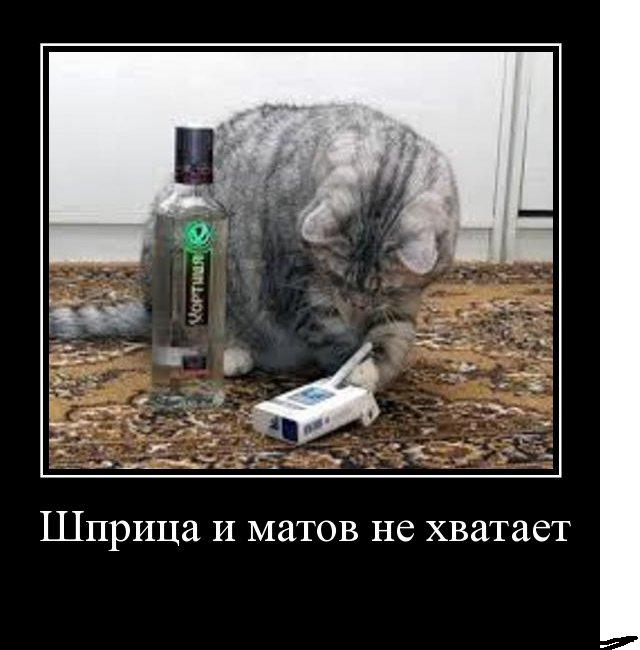 Свежие демотиваторы! Летняя порция котов! Коты вернулись из черновиков! |  Журнал Ярмарки Мастеров