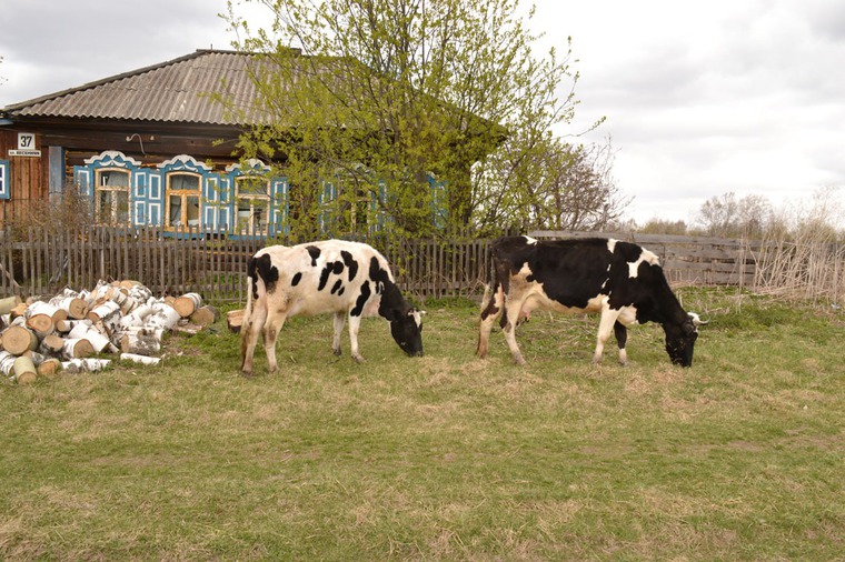 Деревня коровы картинки