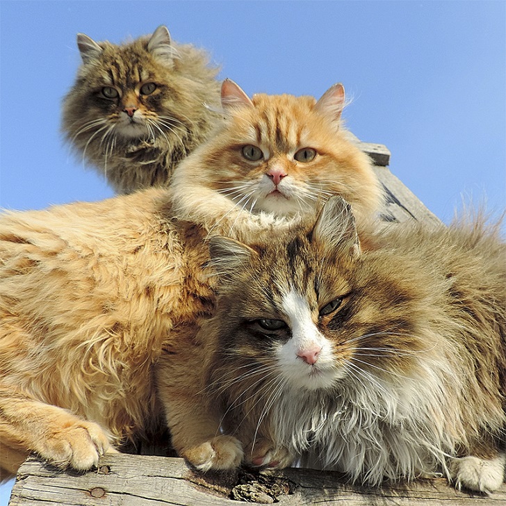 кошки кошки