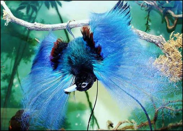 Райские птички - украшение нашей планеты, фото № 24