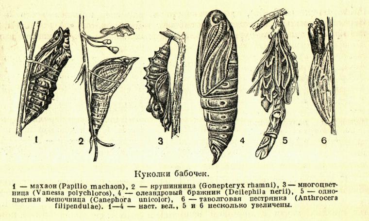 Личинки и куколки насекомых. Личинки и куколки насекомых. Особенности строения куколки. Внешний вид куколки пчелы. Типы куколок и коконов насекомых.