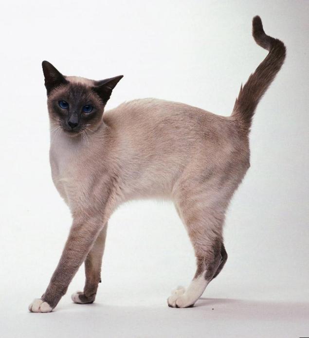 Королевские кошки Сиама: Занимательные истории в журнале Ярмарки Мастеров