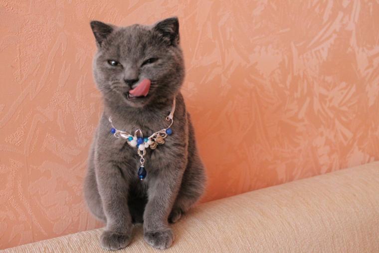 кошки, кошка, серый, синий, бежевый, розовый, персиковый, украшение для кошки, ошейник для кошки, ошейник для собаки, украшение для собаки, бижутерия для кошки, бижутерия для собаки, украшения ручной работы, украшения, украшения своими руками, бижутерия своими руками, бижутерия кошки, кошка, серый, синий, бежевый, розовый, персиковый, украшение для кошки, ошейник для кошки, ошейник для собаки, украшение для собаки, бижутерия для кошки, бижутерия для собаки, украшения ручной работы, украшения, украшения своими руками, бижутерия своими руками, бижутерия