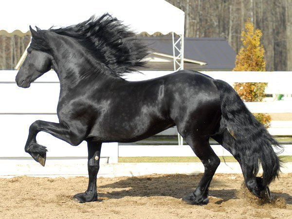 Черные жемчужины, или Лошади фризской породы, фото № 7