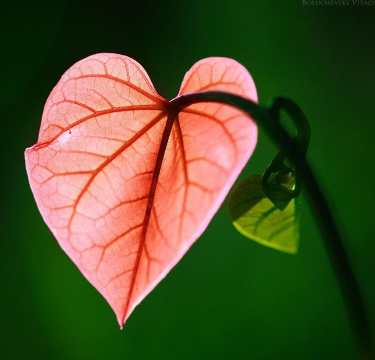 50 красивых сердец, созданных природой. фото № 32