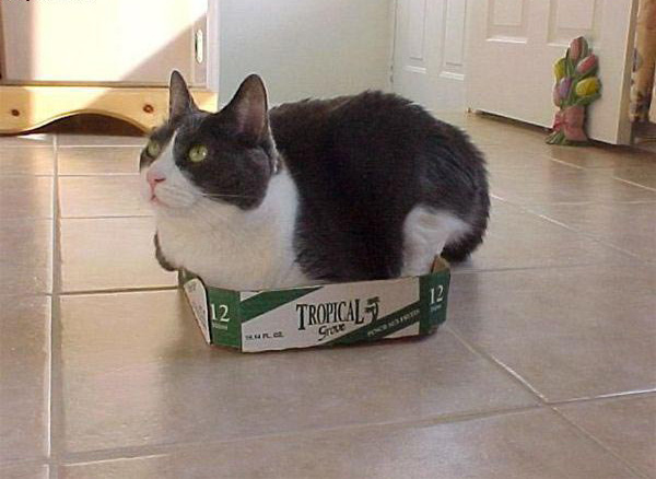 Кот в коробке