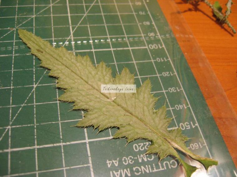 Как делать гербарий из листьев фото с бумагой