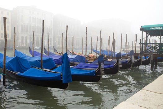 12 благотворительный аукцион в поддержку бездомных животных