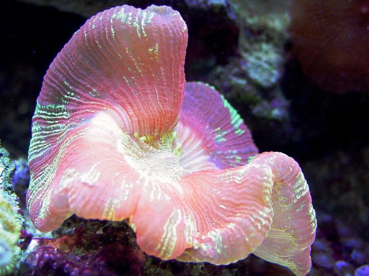 Удивительный мир кораллового рифа, близ берегов Австралии, фото № 11