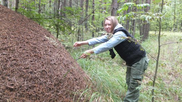 Солдат расположился на ночлег вблизи муравейника. Гигантский Муравейник. Огромный Муравейник в тайге. Таёжный Муравейник.