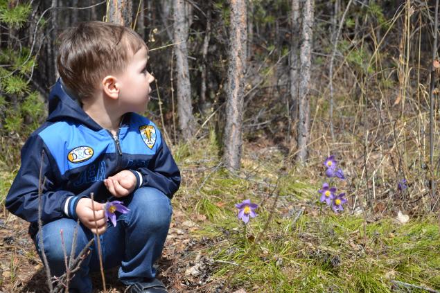 родной край родной край