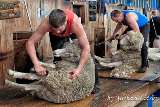 «Takumi » - купить машинку для стрижки овец по ВЫГОДНОЙ цене