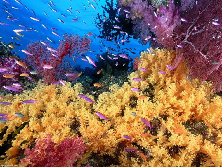 Удивительный мир кораллового рифа, близ берегов Австралии, фото № 5