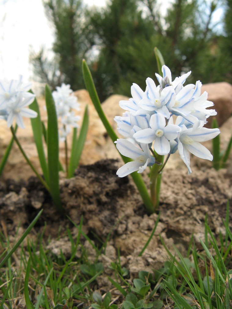 Пушкиния цветок фото и описание
