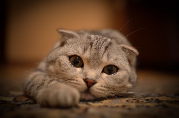 коты коты