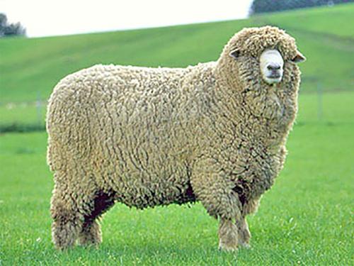 Calaméo - XVII Всероссийская выставка овец